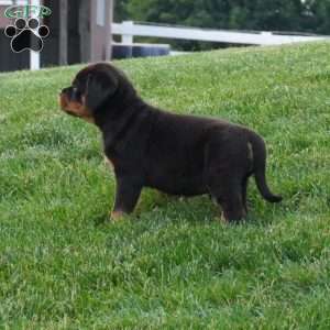 Thor, Rottweiler Puppy